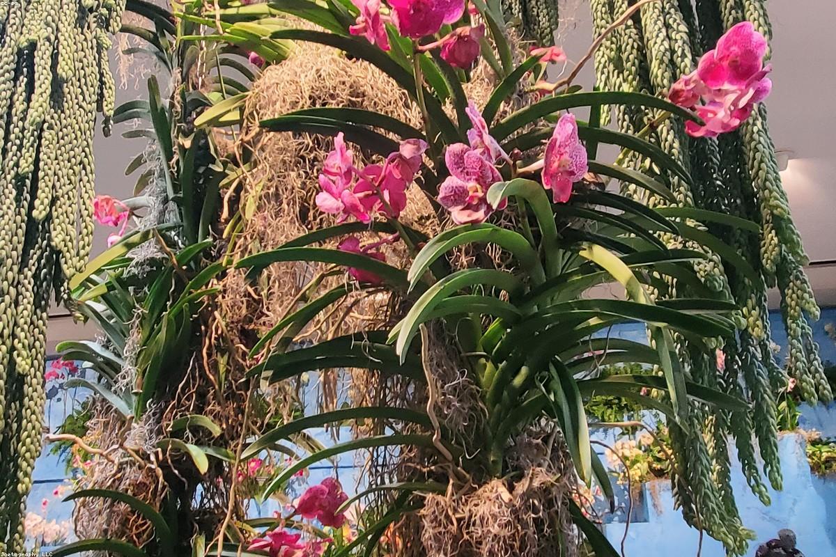 Potager en carrés arrosé au goutte-à-goutte dans un jardin à Toulouse